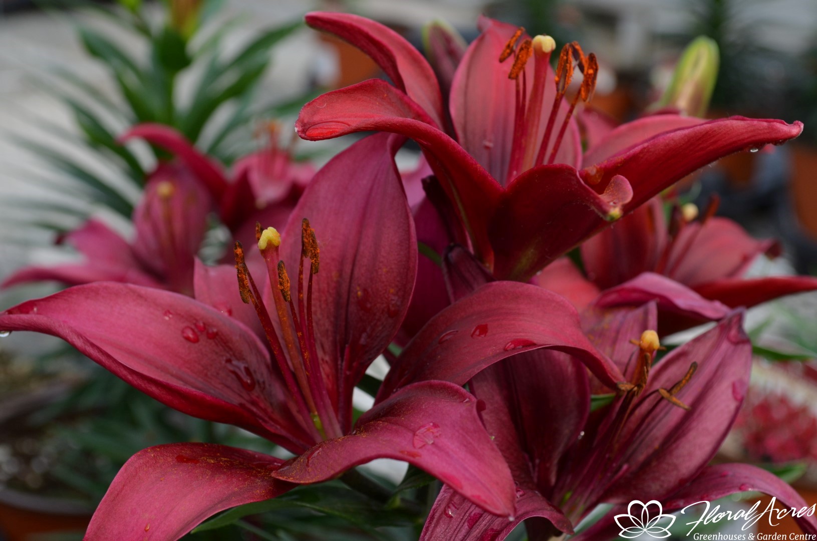 Lilium AsiaticPot Lily Tiny Ghost Floral Acres